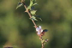 Lepidagathis pungens